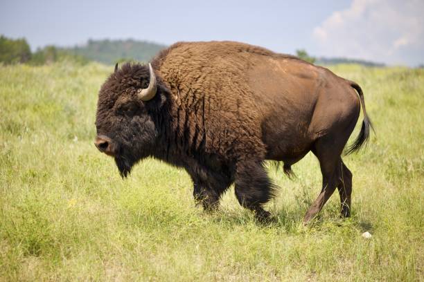 istock Scenic view of a brown Bison on the field on a blurred background 1462543840