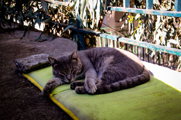A cute tuxedo cat relaxing, sleeping soundly on a pile of pale green colored cushions. Her hind leg drapes off the edge of the pillows, and she looks as if she might slip off the cushions at any moment, except that she is blissfully, unconsciously unaware. The stack of cushions and her peaceful sleep is reminiscent of the traditional story of the princess and the pea.