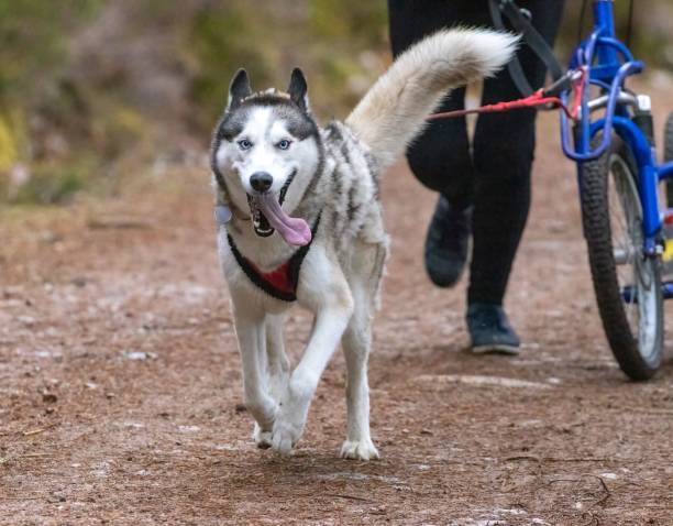 istock Closeup shot of a running husky 1462544030