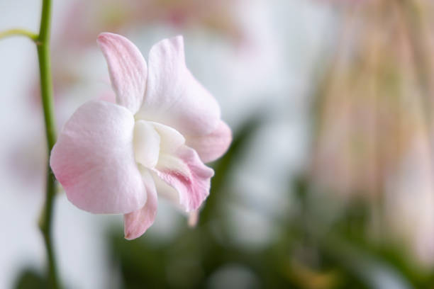 Close up of two flowers of a pink moth orchid.