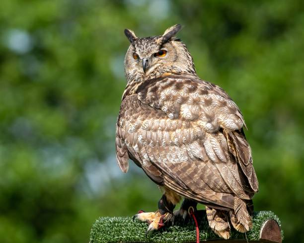 istock Closeup shot of a beautiful owl 1462544183