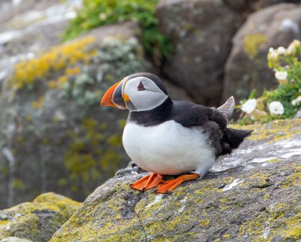 istock Closeup of a cute puffin perched on a rock 1462544339