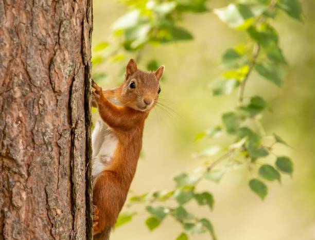 istock Closeup of a cute squirrel on a tree trunk 1462544368