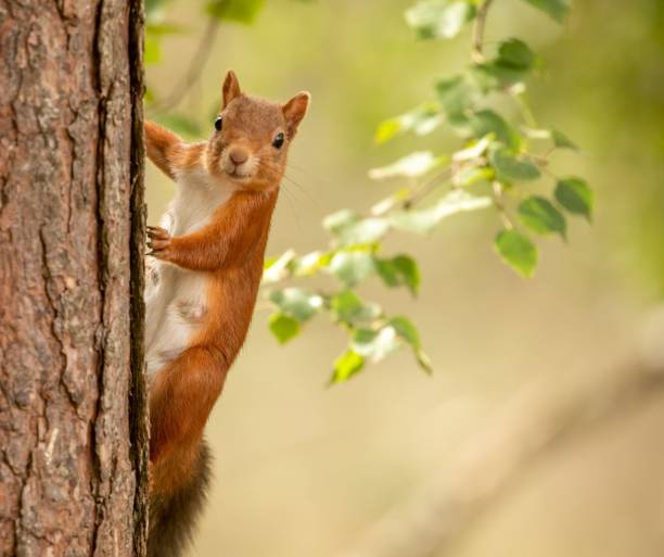 istock Closeup of a squirrel on a tree trunk 1462544381