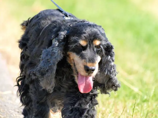 Photo of Black English Cocker Spaniel (Canis lupus familiaris) running at a sunny park