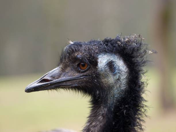 Single pride common Rhea bird with unfolded feathers standing in a composite image.