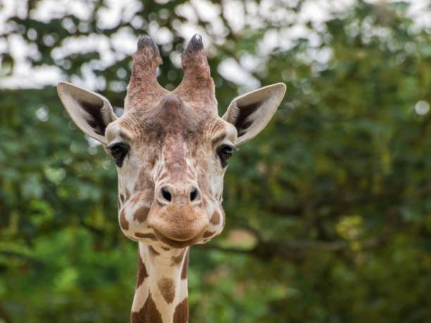 istock Close up of a cute giraffe (Giraffa) on a natural, blurred background 1462545135