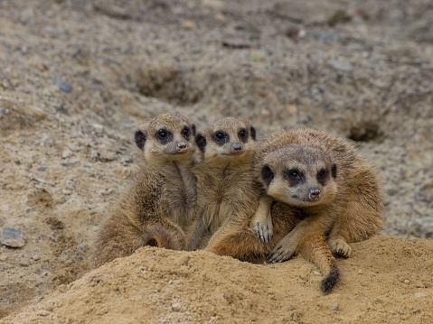 A family of cute meerkats (Suricata suricatta) sitting in a desert