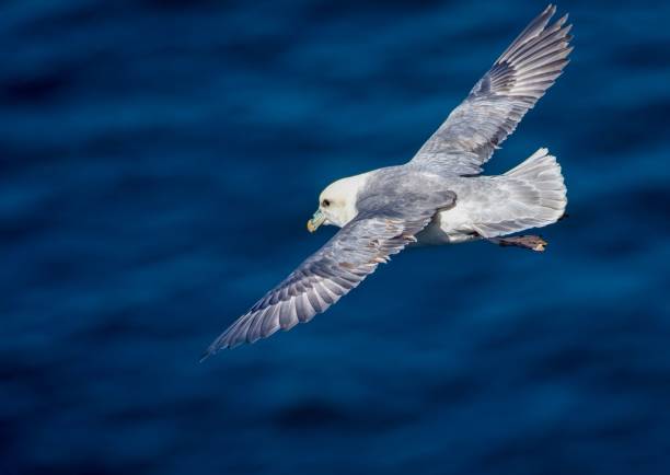 Close-up shot of a fulmar (Fulmarus glacialis) bird flying over the sea A close-up shot of a fulmar (Fulmarus glacialis) bird flying over the sea fulmar stock pictures, royalty-free photos & images