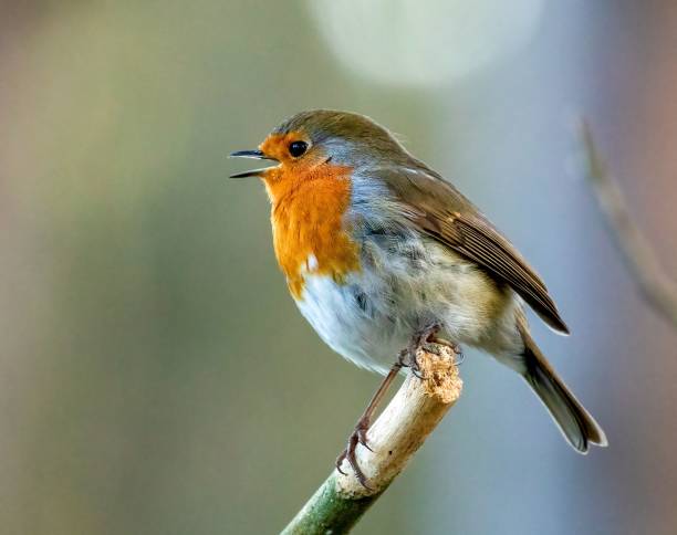 istock Close-up shot of a cute Robin (Erithacus rubecula) perched on a tree 1462545324