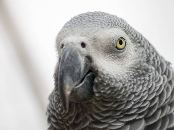 Free picture: Congo grey African parrot (Psittacus erithacus) bird