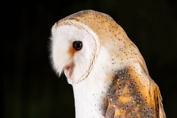 istock Closeup shot of the barn owl (Tyto alba) 1462546128