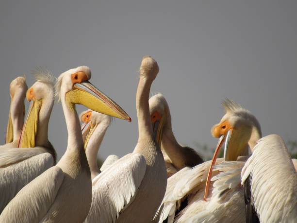 istock Pelicans in their natural habitat 1462546245