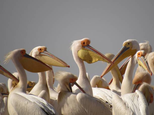 istock Pelicans in their natural habitat 1462546250