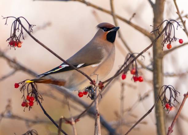istock Bohemian waxwing bird perching on tree twigs with red rowan plants against bur background 1462546303
