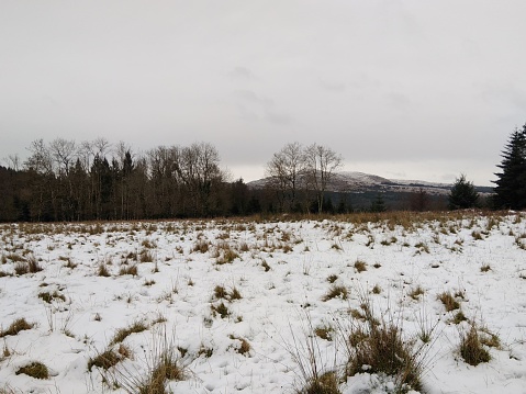 A snowy field with some patches of dry grass in the background