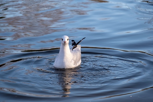 A beautiful view of Large white-headed gulls in the water