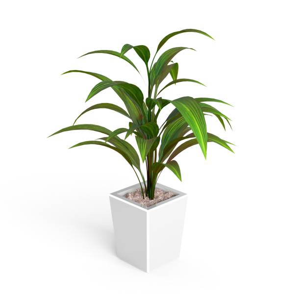 istock 3D rendering of growing Dracaena fragrant isolated in white background 1462547230