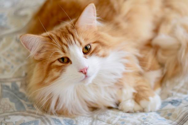 istock Closeup of a long-haired ginger cat lying on a bed 1462547255