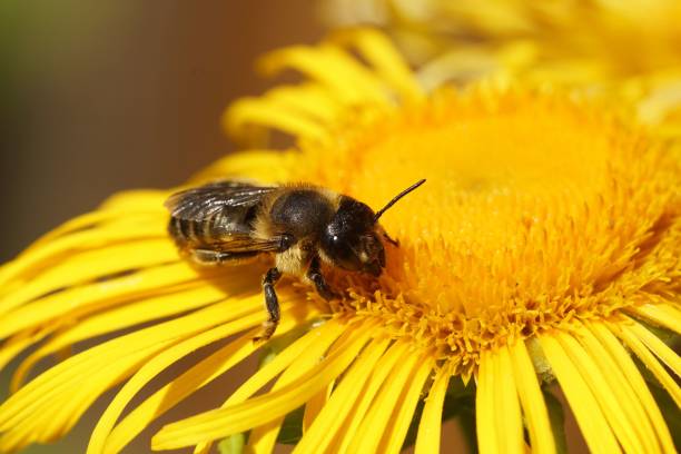 istock Closeup on a female Willughby's leafcutter bee, Megachile willughbiella sitting on a yellow Inula 1462547285
