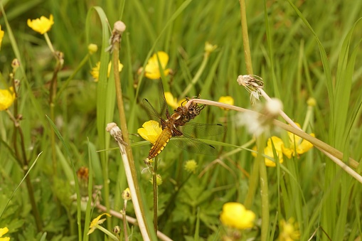 Natural closeup on a female broad-bodied darter dragonfly, Libellula depressa with spread wings in a meadow