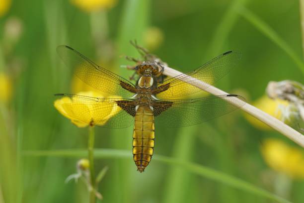 암컷 넓은 몸을 가진 다터 잠자리, 초원에 날개를 펼친 libellula depressa에 대한 근접 촬영 - bodied 뉴스 사진 이미지