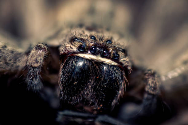 istock Macro shot of a small spider 1462547392