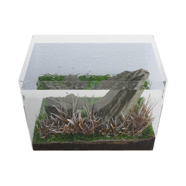 istock 3D rendering of an aquarium isolated on a white background. 1462547606