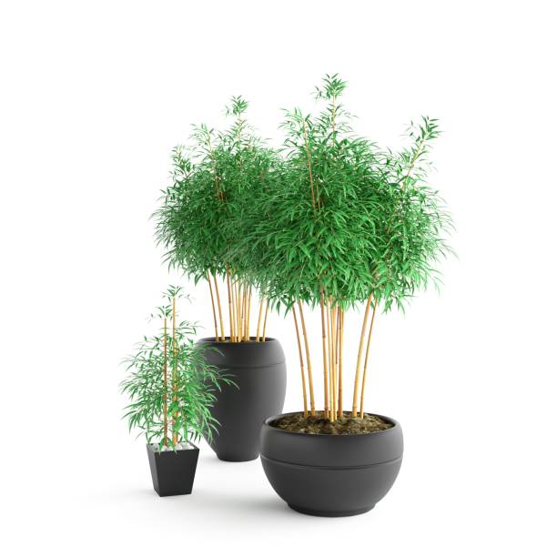 istock 3D rendering of plants in black flower pots isolated on a white background. 1462547621