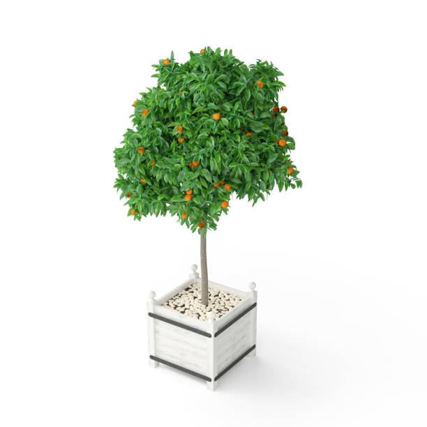 istock 3D rendering of orange trees in white background 1462548736
