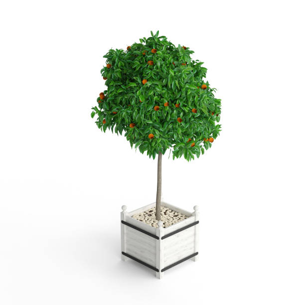 istock 3D rendering of orange trees in white background 1462548739