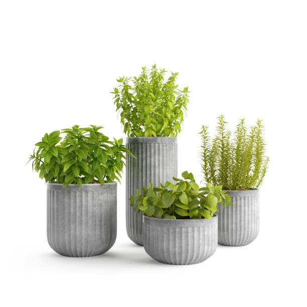 istock Different types of green plants on flowerpots on a white background. 1462549358