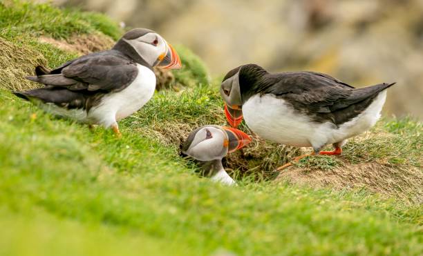 istock Cute Atlantic puffins (Fratercula arctica) playing with each other on blurred background 1462549514