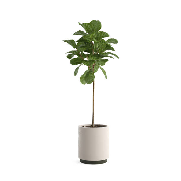 istock Vase with green plant isolated on white background 1462549630
