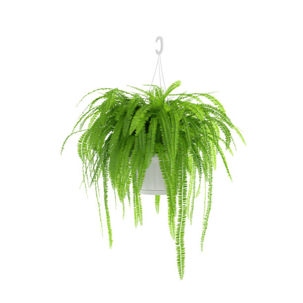 Maidenhair fern on a vivid blue wood plank background with copy space.