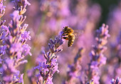Honey bee collecting pollen from lavender flower
