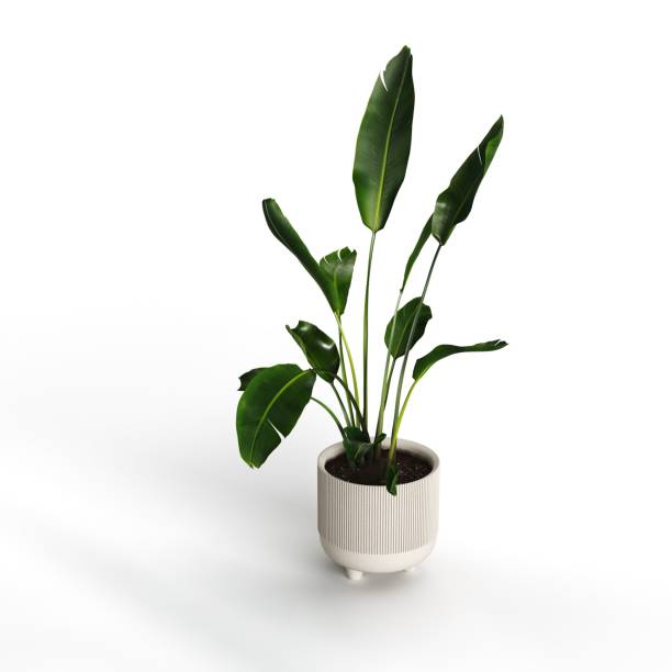 istock Vase with green plant isolated on white background 1462549775