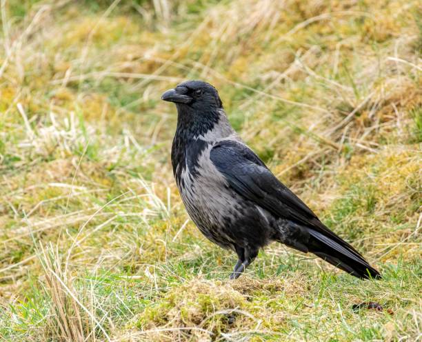 istock Beautiful Common raven (Corvus corax) resting on the grass during the daytime on blurred background 1462550510