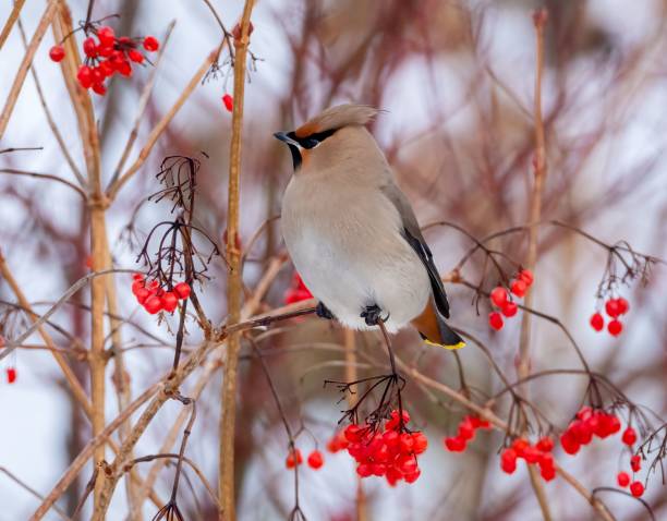 istock Shallow focus shot of a Waxwing bird perched on a stem 1462550772