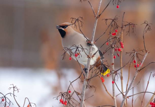 istock Shallow focus shot of a Waxwing bird perched on a stem 1462550777