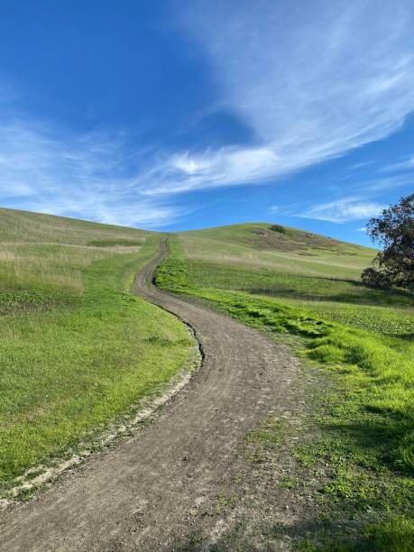istock Vertical shot of a curved empty path in a lush green field on a sunny day 1462550929