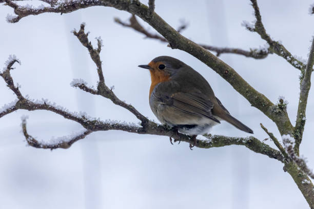 istock Robin on a branch in the snow 1462551000
