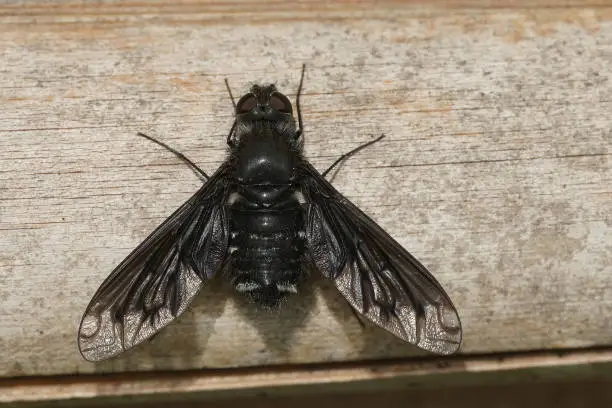 Closeup on a black bee fly, Anthrax anthrax with open wings sitting on the beehotel to ready to paratise nests ...