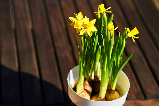yellow Daffodils blooming in a pot