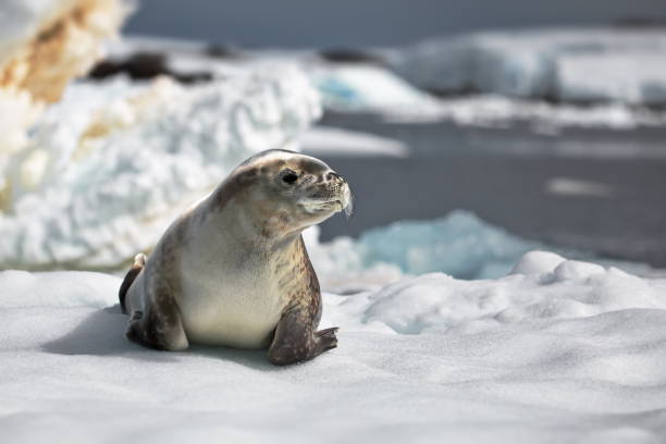 istock Selective focus shot of a seal on snow in Antarctica 1462551571