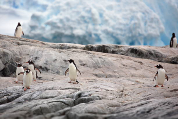 istock Cute penguins in the snowy Antarctica Continent 1462551676
