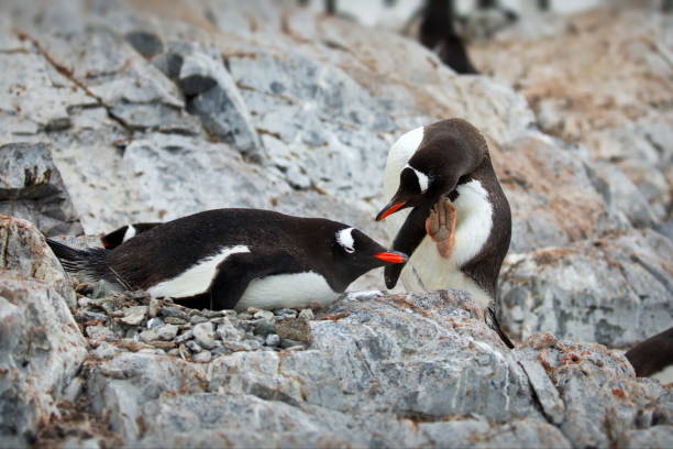 istock Penguins in their natural habitat in Antarctica 1462551696
