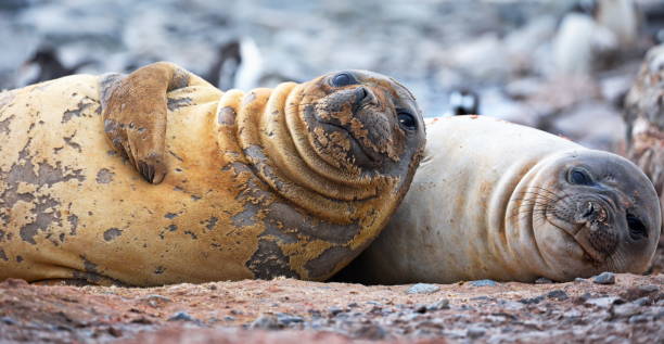 istock Closeup of seals in Antarctica during daylight 1462551746