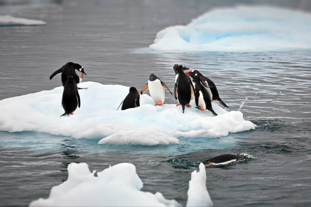 istock Penguins on a small iceberg in Antarctica 1462551770