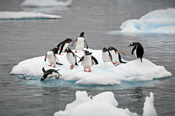 istock Penguins on a small iceberg in Antarctica 1462551774
